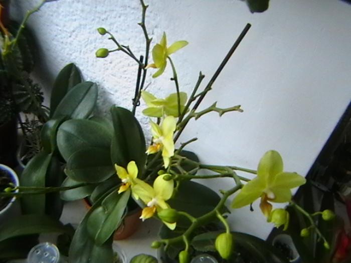 20.01 - orhidee 2009