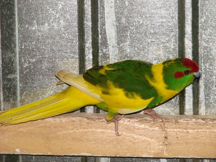 DSC08447 - Kakariki