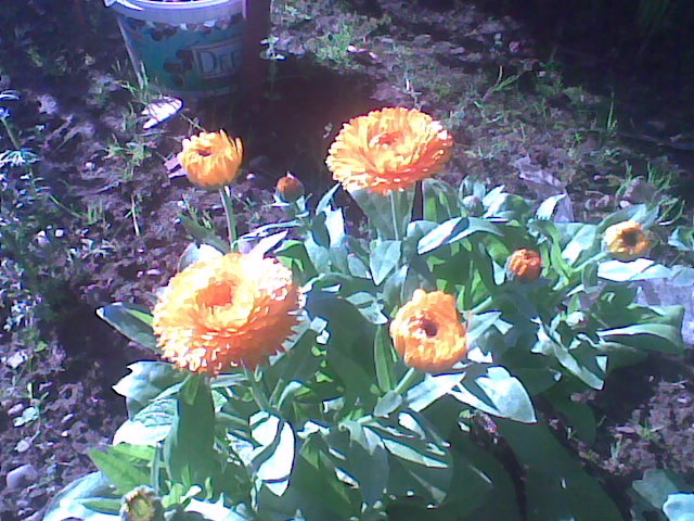 galbenele - florile surorii mele