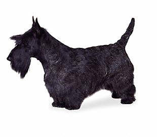 scottish_terrier - Terriers