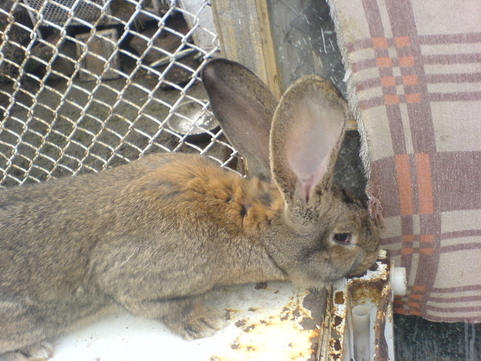 DSC02882 - uriasi mei