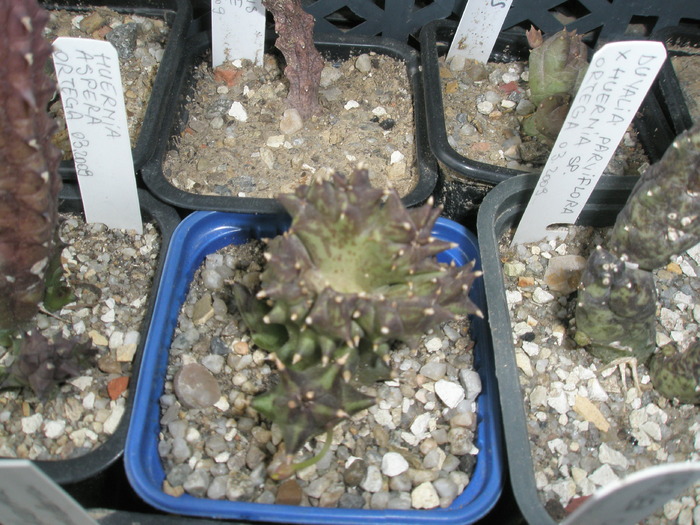 Orbea ciliata - cactusi la iernat 2009-2010
