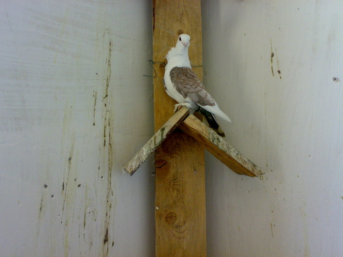 25052008433 - Tanasescu 1