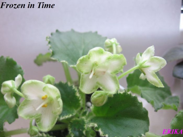 Frozen in Time 2009 dec 10