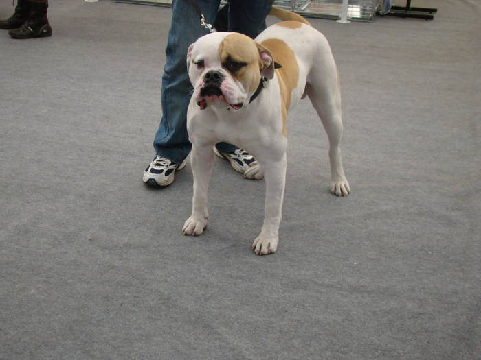 Picture 118 - Expo CACIB Cluj Napoca 15 11 2008