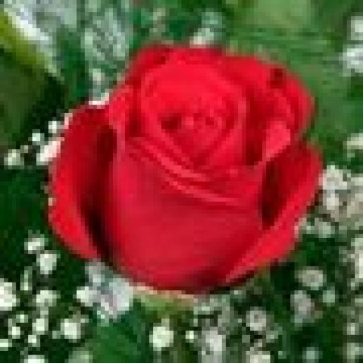 pentru-tine-trandafiri-rosii~t_211272 - Trandafiri Frumosi