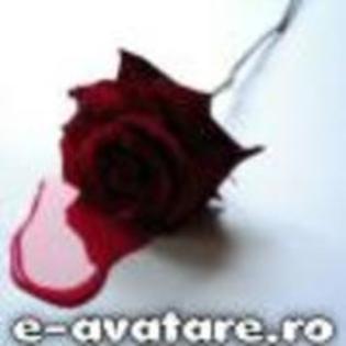 trandafir - poze emo