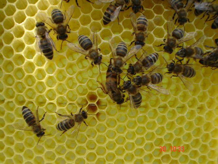 DSC05972 - ALBINUTZELE MELE