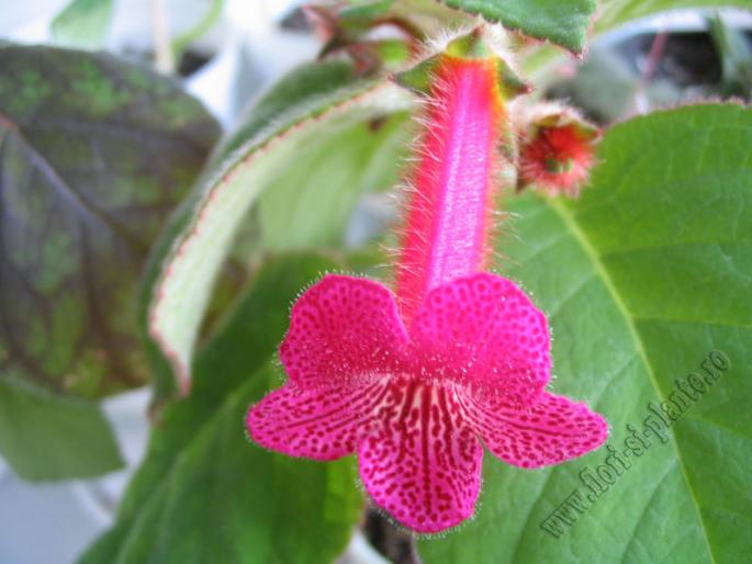 Kohleria Amadeus 5