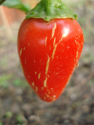 Jalapeno Pepper (2009, September 12)