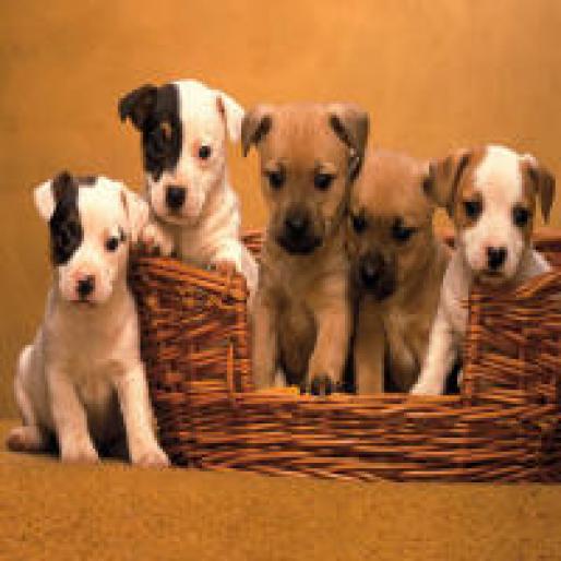 Pound Puppies, Terrier Mix - 1600x1200 - ID 34323 - PREMIUM