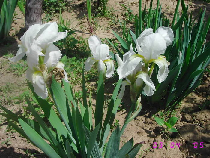 Irisi albi - IRISI