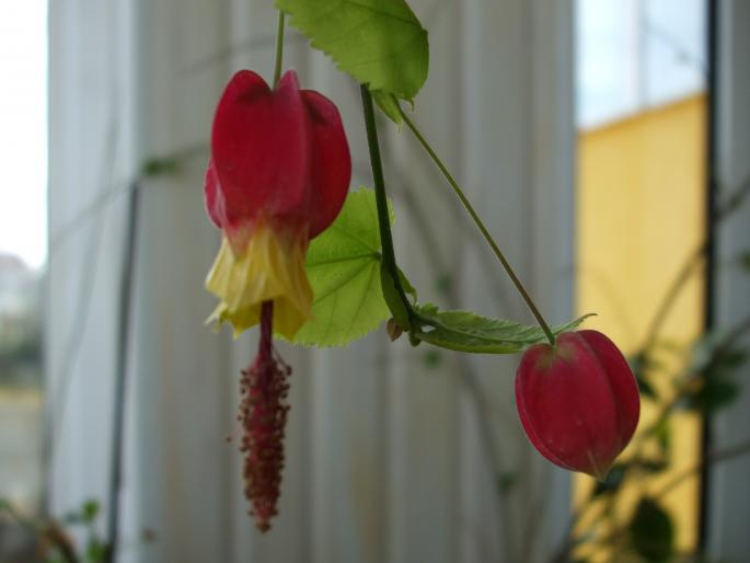 abutilon megapotamicum - Flori