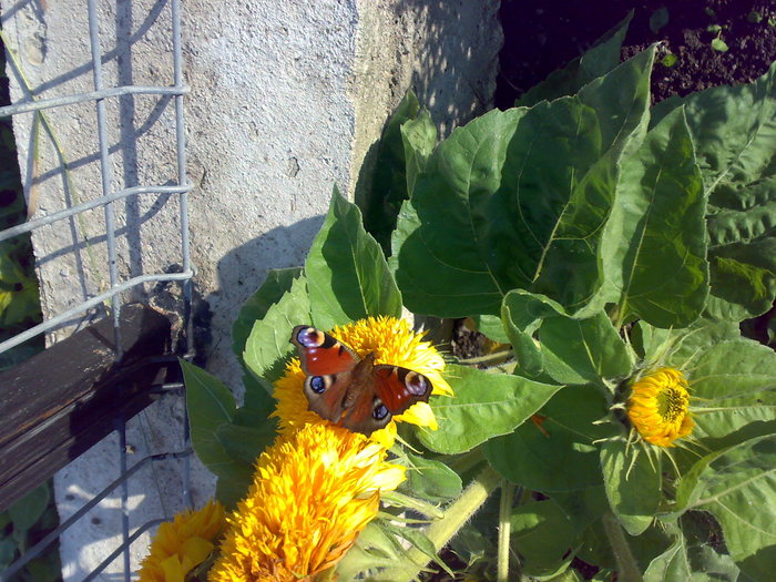 floarea soarelui si fluturele - Florile din gradina mea - 2009