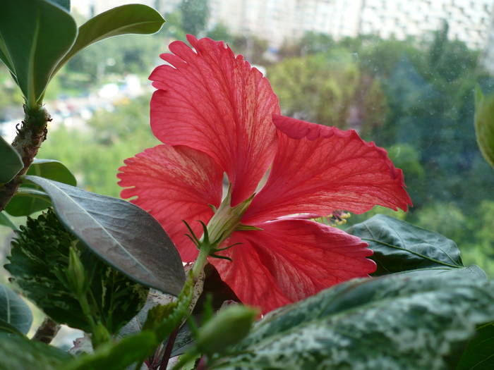 P1140906 - HIBISCUSI