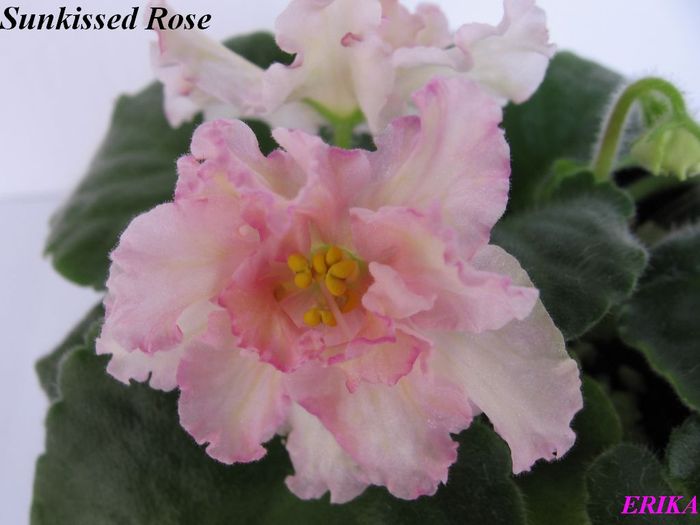 Sunkissed Rose 2009 jun 6