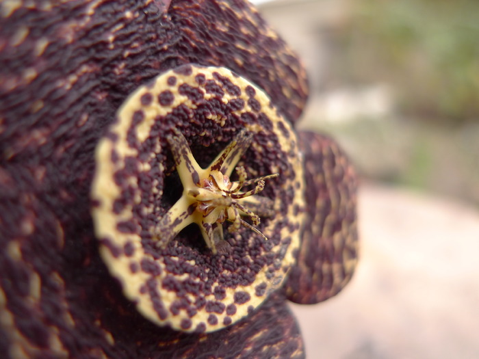 Stapelia variegata