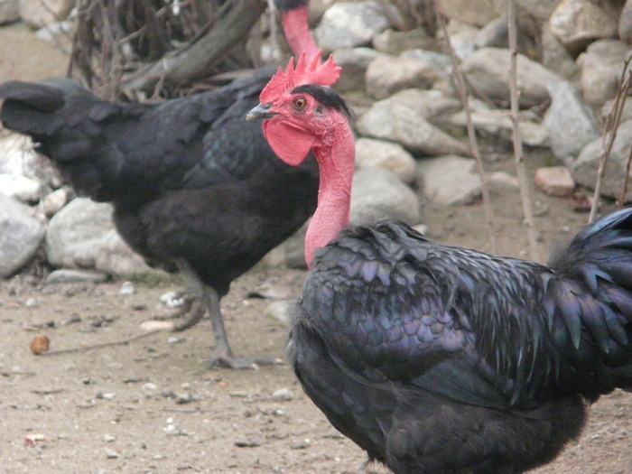 Cocos gat golas de Transilvania