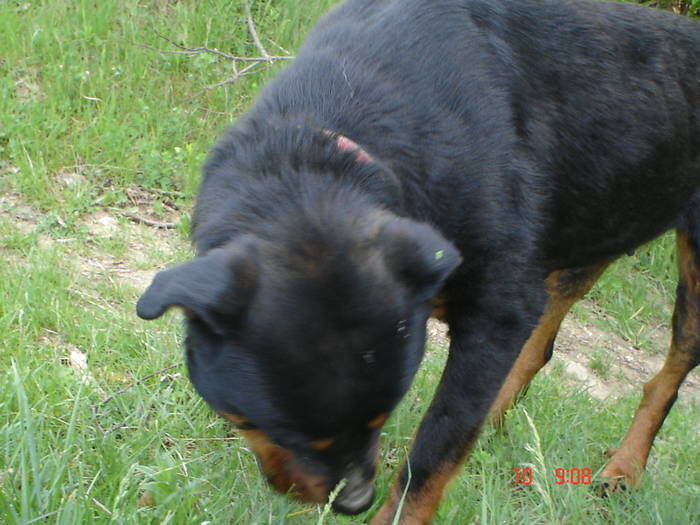 DSC04835 - BELLA poze noi