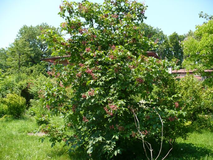 P1010827 - Gradina Botanica mai 2008