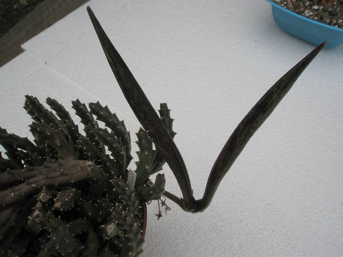 Stapelia variegata - fruct - 12.05 - FRUCTE de cactusi si suculente