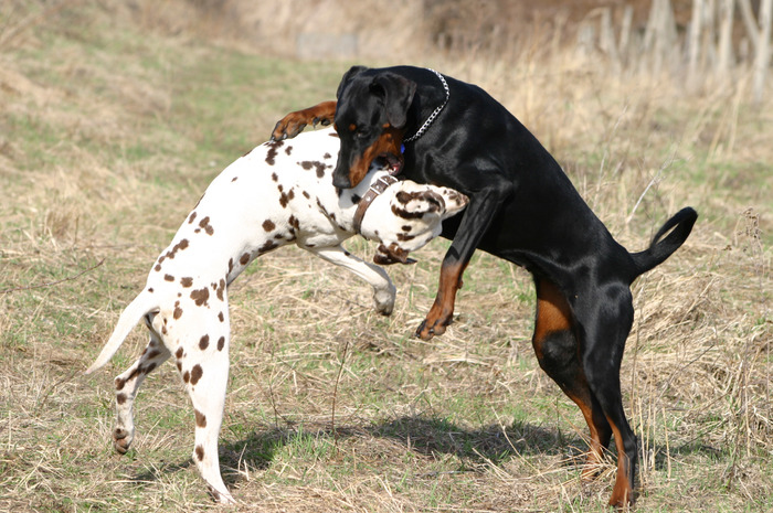Dalmatian_and_Dobermann_fight Dalmatian_and_Dobermann_fight