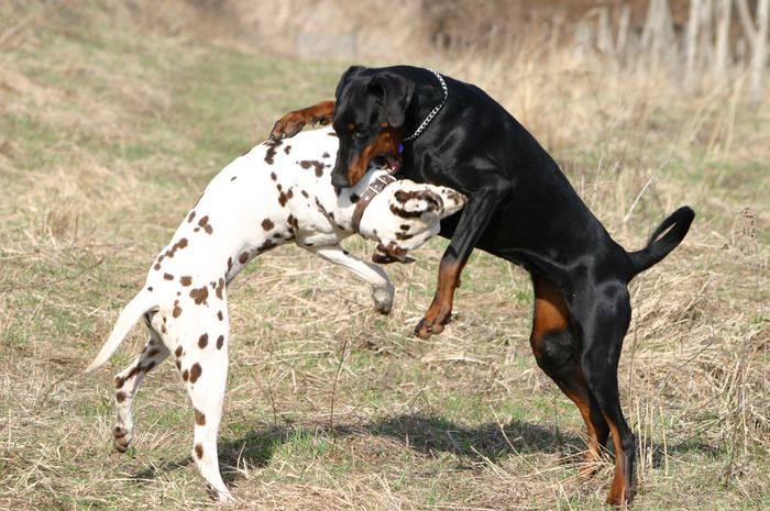 Dalmatian_and_Dobermann_fight