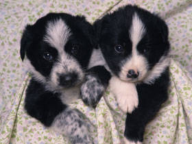 PUP06RK005704 - poze catei