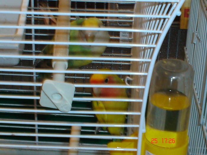 DSC02227 - PASARI CARE NU LE MAI AM - CANARI