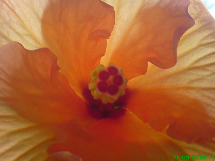 Transparenta - Hibiscus 2009