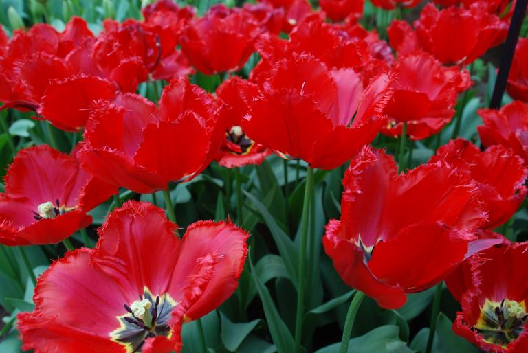 Afbeelding 769 - Keukenhof 2008