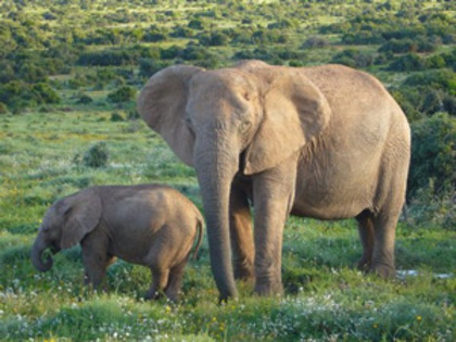 animale-elefant-african-amenintate - elefanti