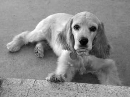 cocker spaniel