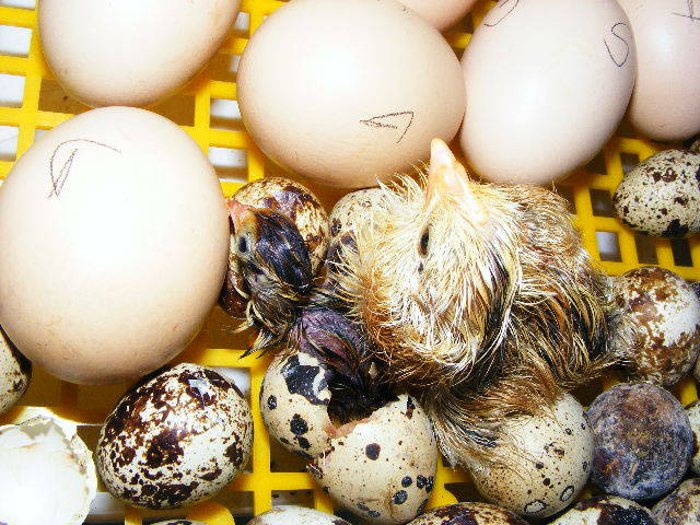 DSCF0822 - Prepelitele mele