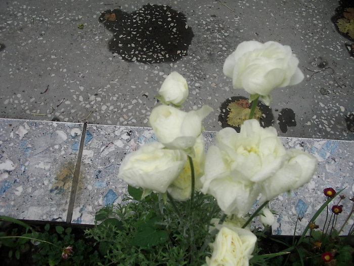 DSCI0015 - flori in gradina