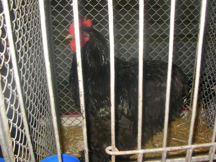 SANY0263 - poze expo 2009