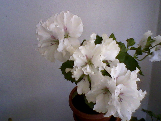muscata frantuzeasca - dragele mele flori 2009