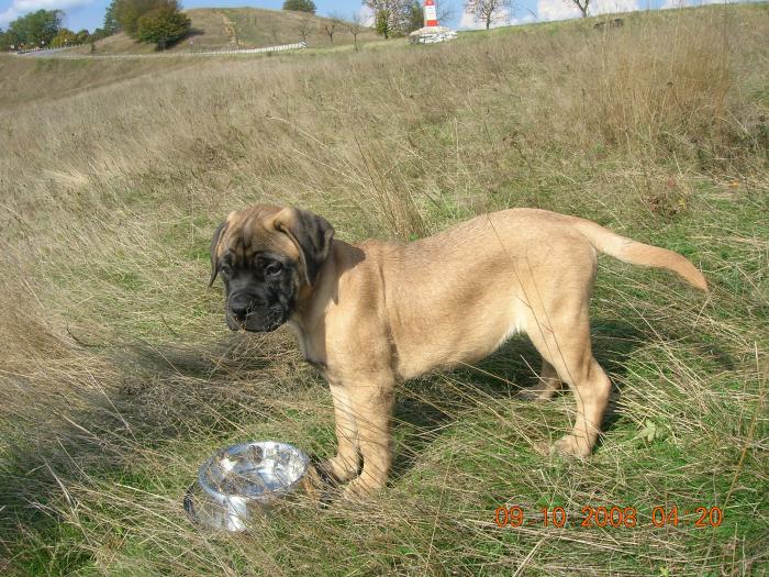 femela bullmastiff - Caini