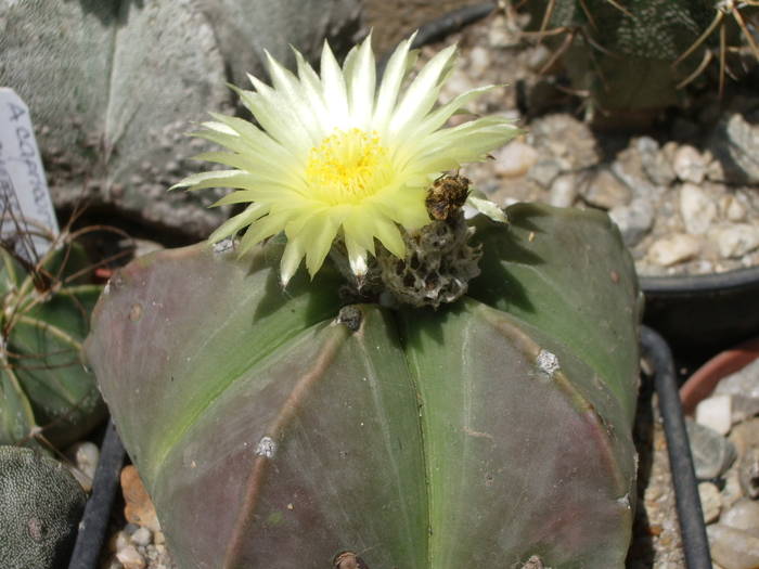 Astrophytum myriostgma v. nudum