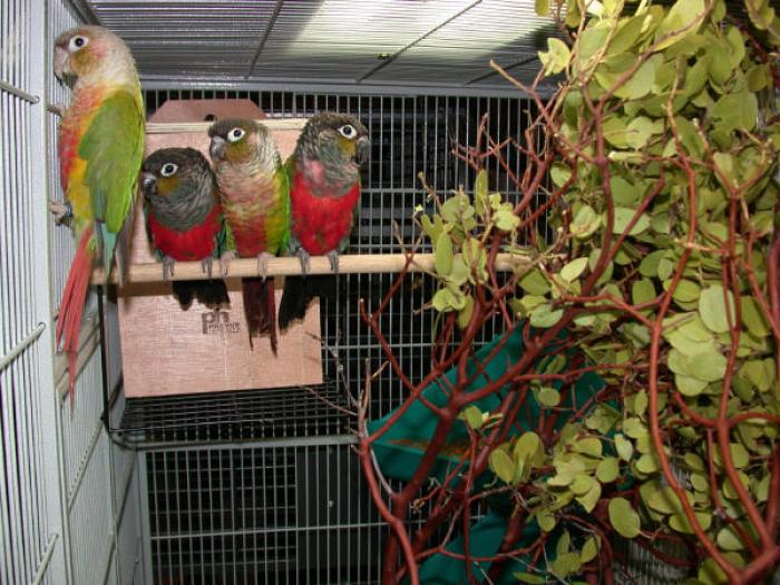 papagali - exotice