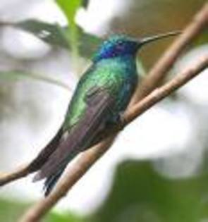 saSs - pasari colibri