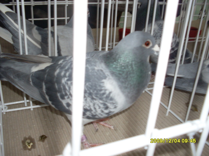 SDC11966 - expozitie deva 12-06-2009