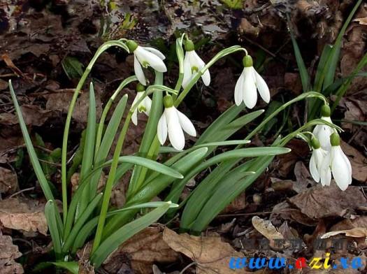 galanthus_nivalis-525x392