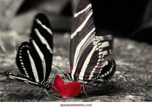 00005 - butterfies