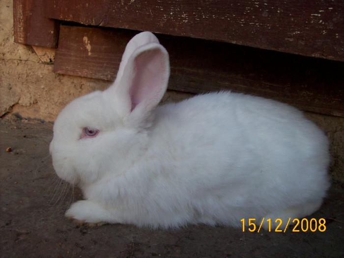 poze noi cu iepuri 567