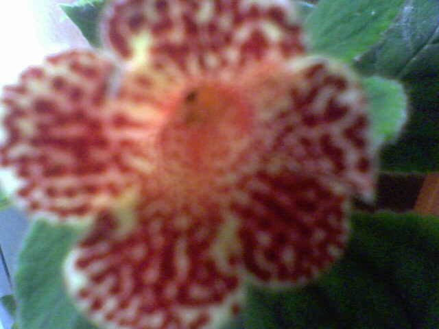 kohleria - florile mele