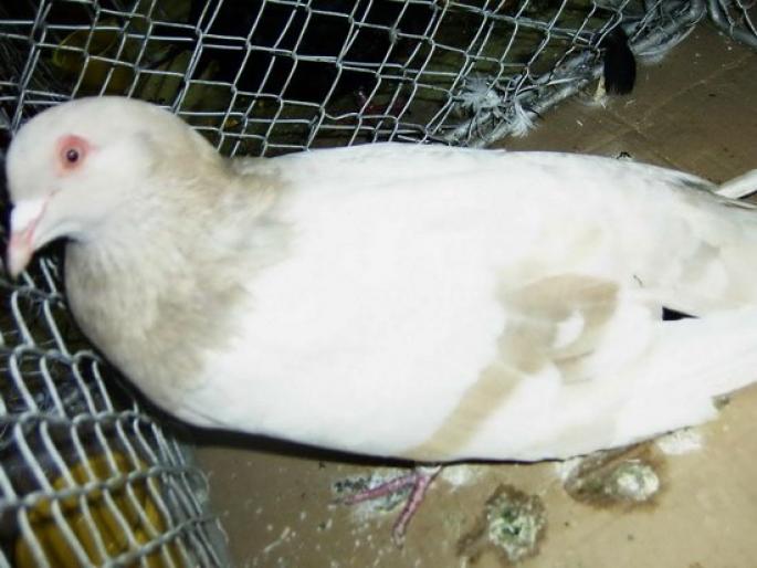 roman galben - 1501 Expo Timisoara 2006