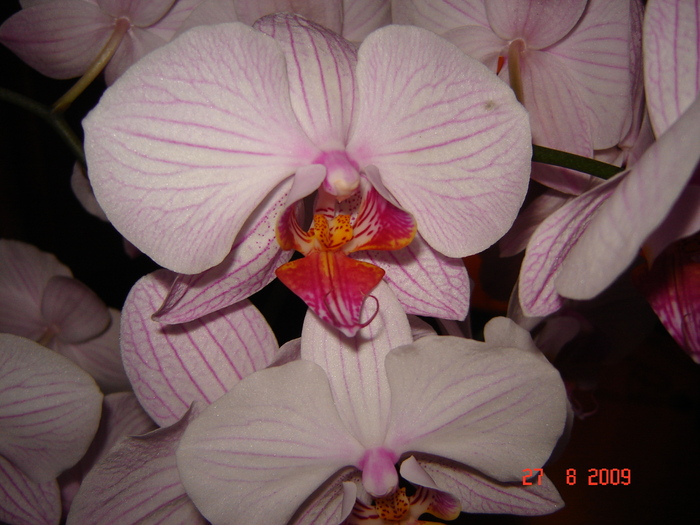 DSC02649 - flori