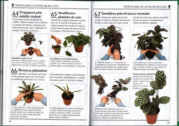24 - informatii plante