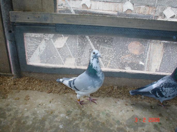 120734.06 3  etape demifond clasate in 2007 - Campionii mei